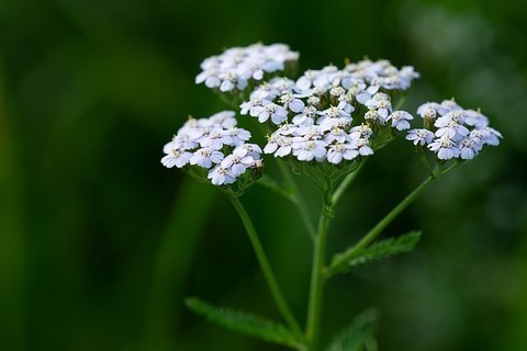 voyance par achillémancie