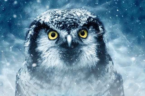 voyance par les oiseaux